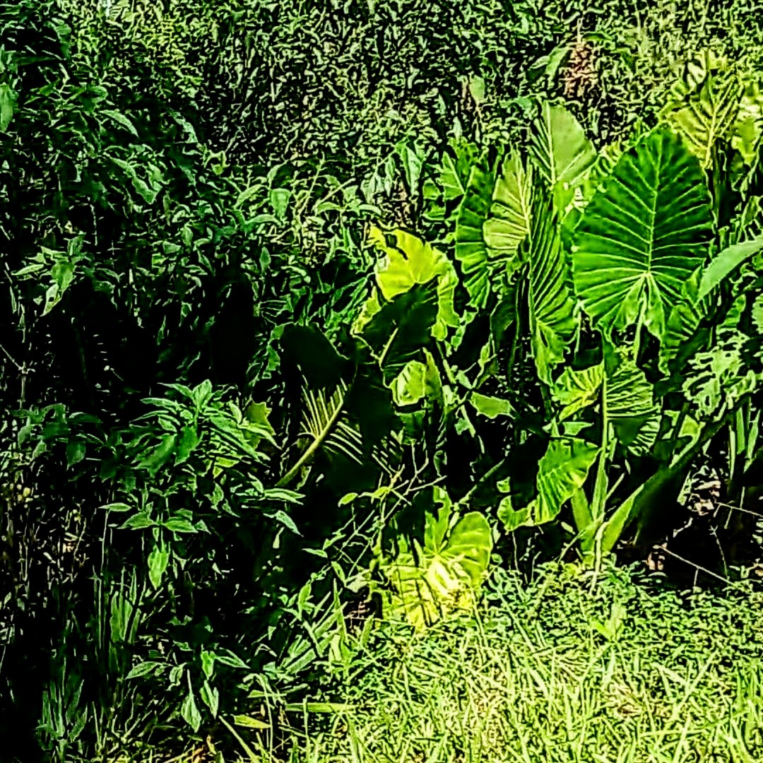 SELVA NATIVA, CABAÑA, AGUA PURA Y FRUTALES - imagen 15