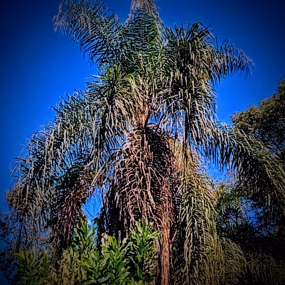 SELVA NATIVA, CABAÑA, AGUA PURA Y FRUTALES - imagen 11