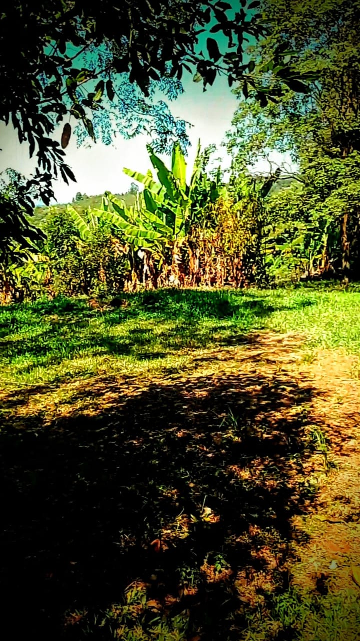 SELVA NATIVA, CABAÑA, AGUA PURA Y FRUTALES - imagen 12