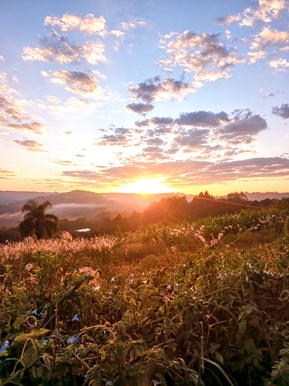 SELVA NATIVA, CABAÑA, AGUA PURA Y FRUTALES - imagen 2