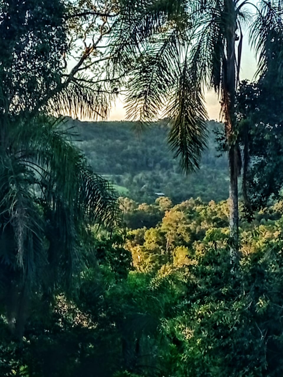SELVA NATIVA, CABAÑA, AGUA PURA Y FRUTALES - imagen 3