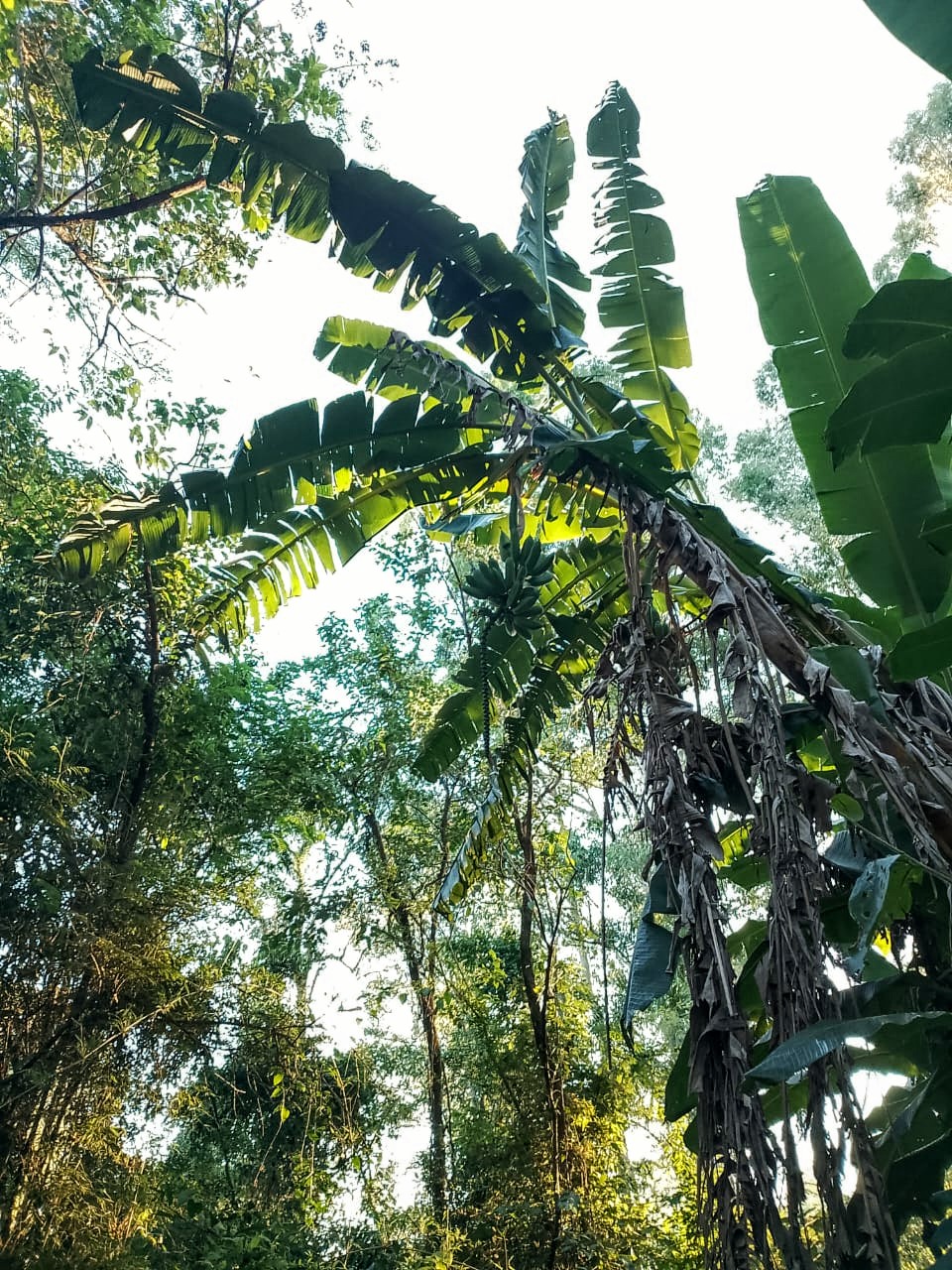 SELVA NATIVA, CABAÑA, AGUA PURA Y FRUTALES - imagen 8