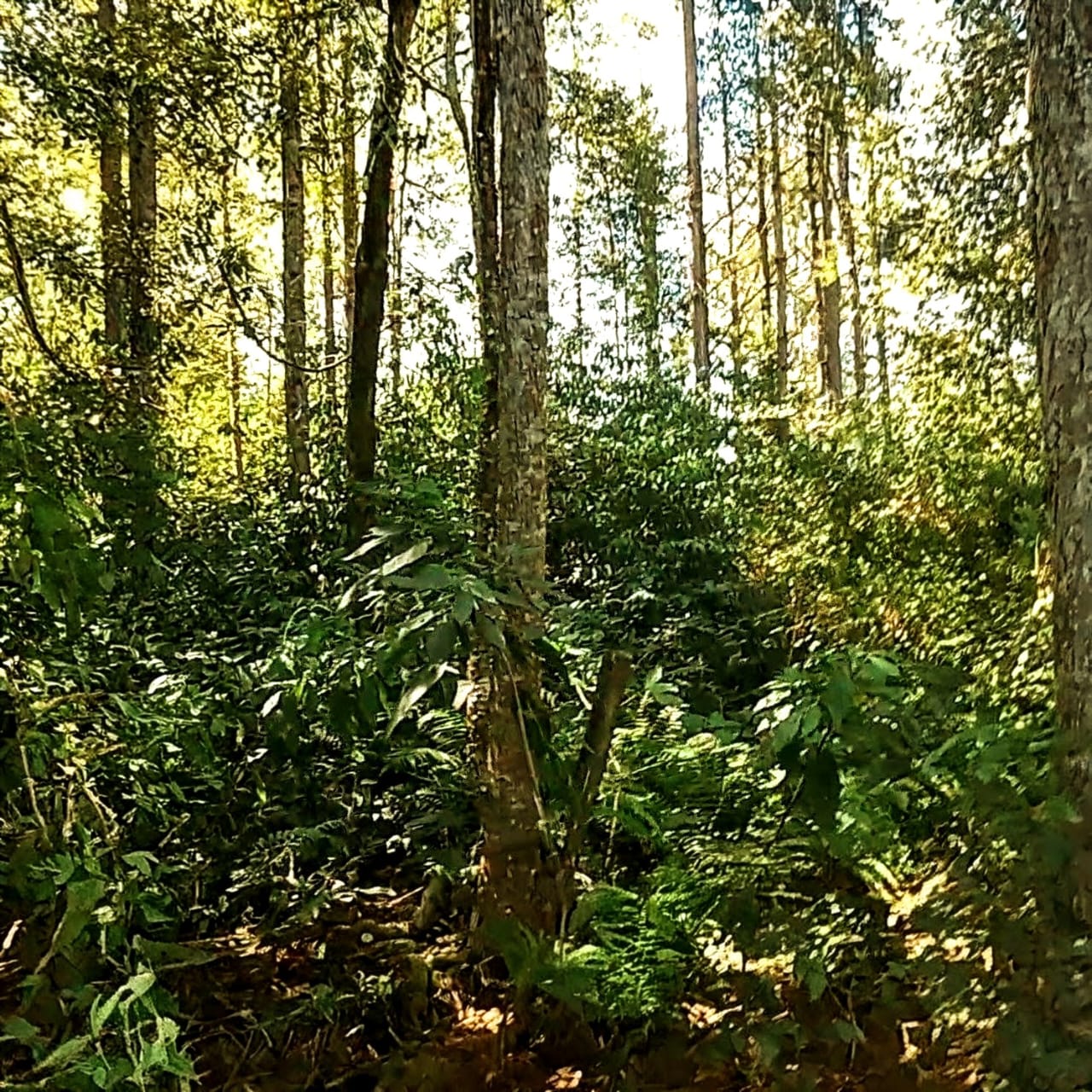 SELVA NATIVA, CABAÑA, AGUA PURA Y FRUTALES - imagen 17