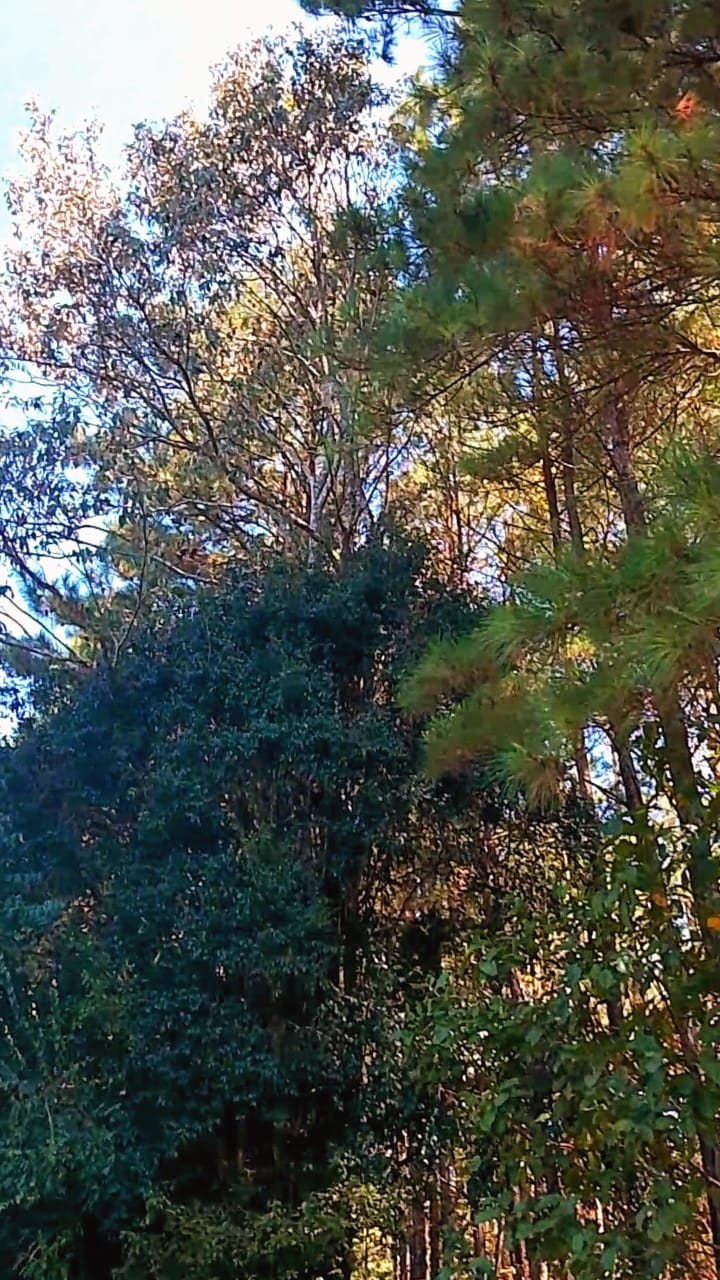 SELVA NATIVA, CABAÑA, AGUA PURA Y FRUTALES - imagen 14