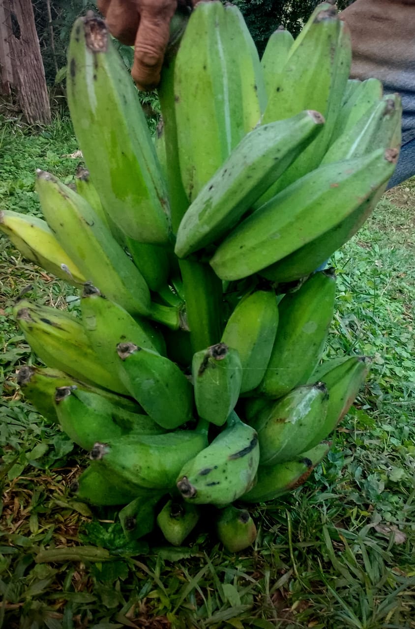 SELVA NATIVA, CABAÑA, AGUA PURA Y FRUTALES - imagen 9