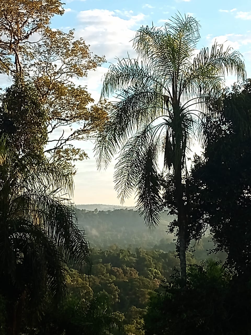 SELVA NATIVA, CABAÑA, AGUA PURA Y FRUTALES - imagen 4