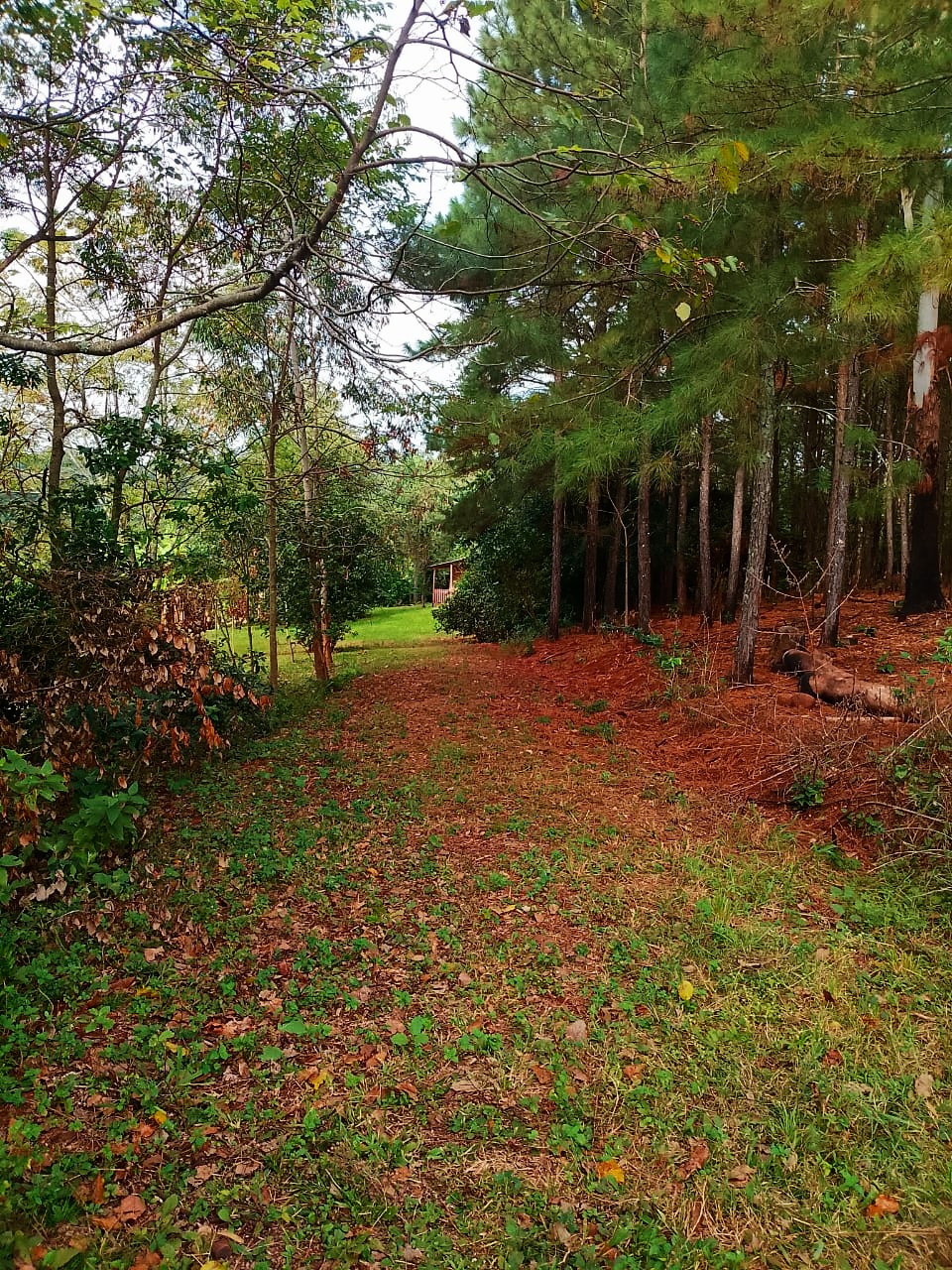SELVA NATIVA, CABAÑA, AGUA PURA Y FRUTALES - imagen 6