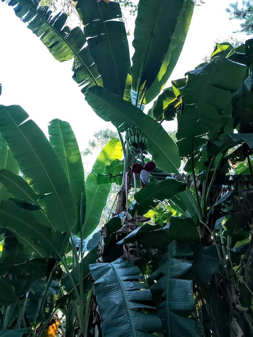SELVA NATIVA, CABAÑA, AGUA PURA Y FRUTALES - imagen 10