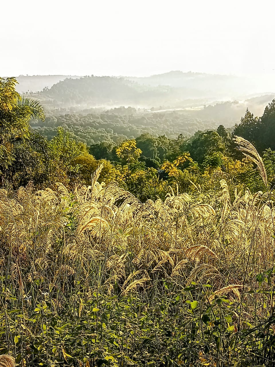 SELVA NATIVA, CABAÑA, AGUA PURA Y FRUTALES - imagen 5