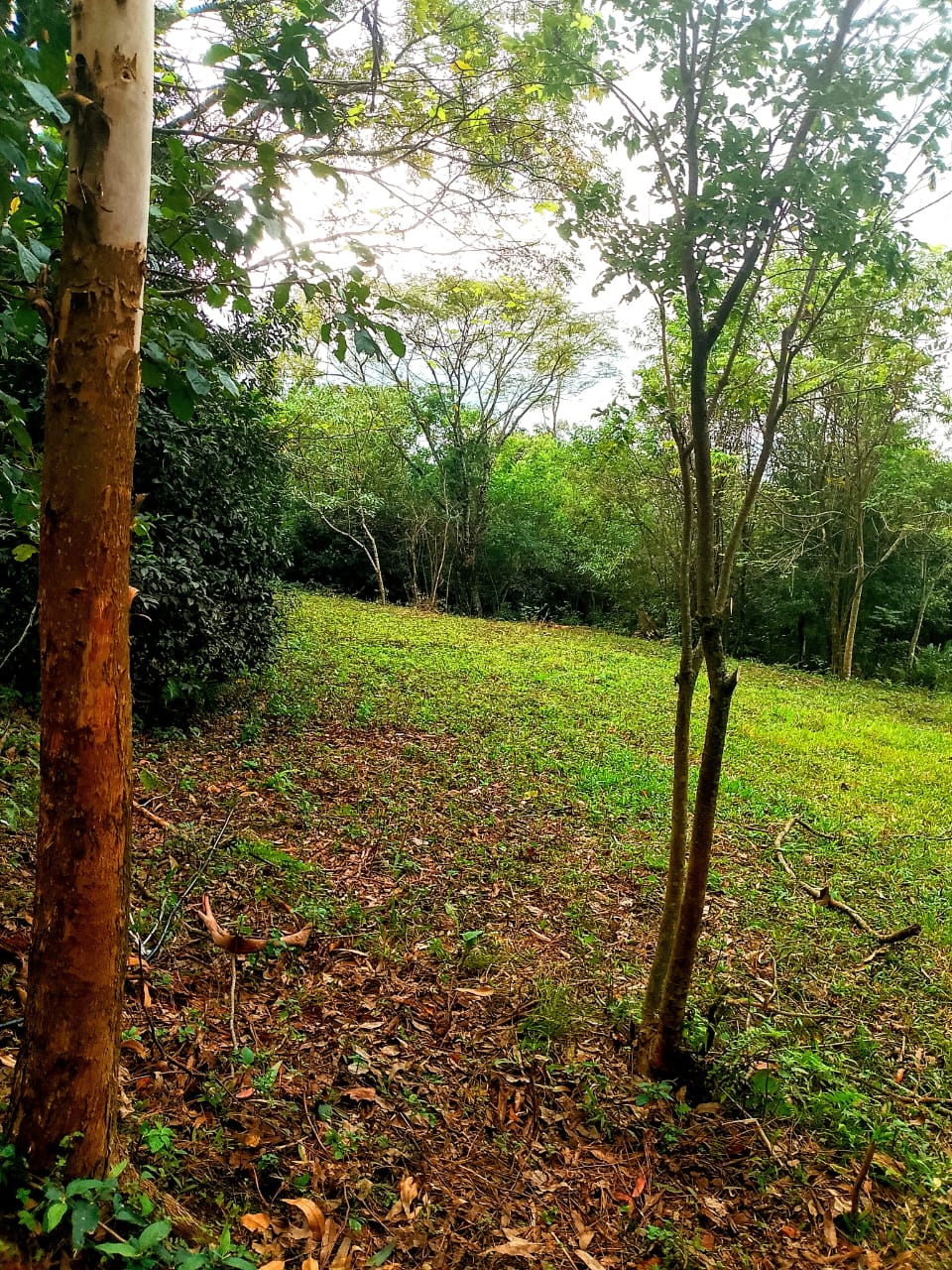 SELVA NATIVA, CABAÑA, AGUA PURA Y FRUTALES - imagen 16