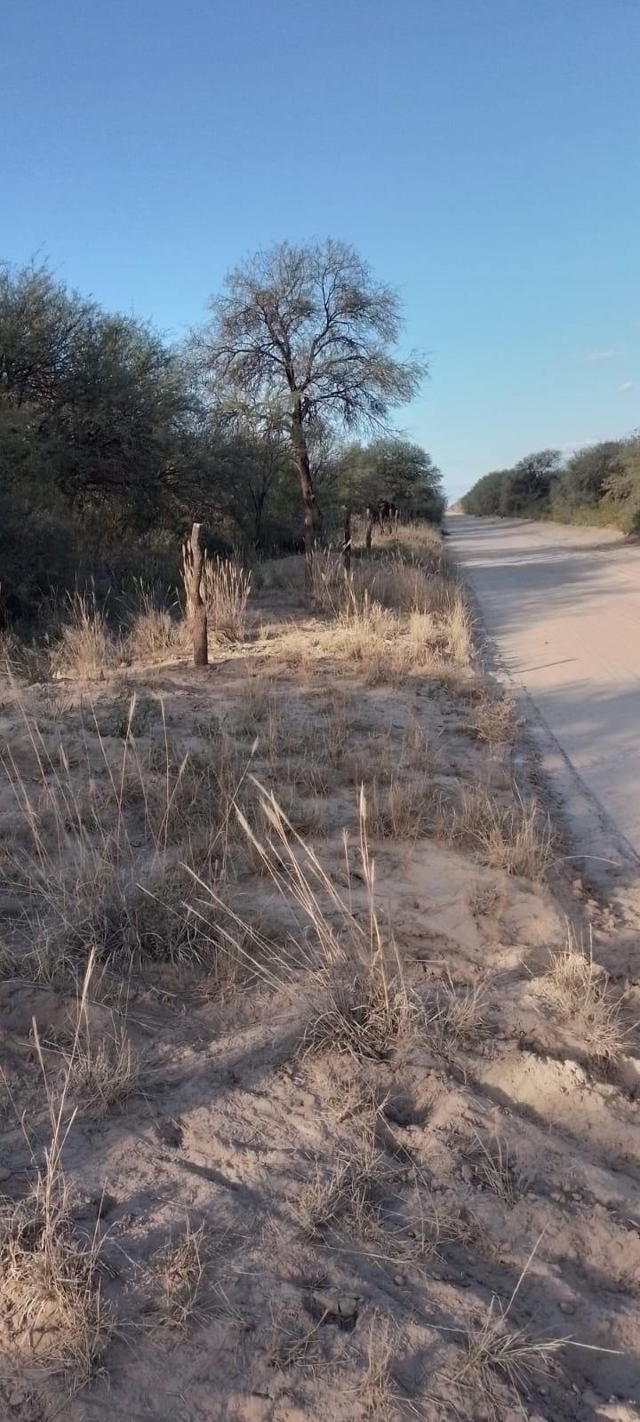 Campo agricola ganadero de 131 hetareas en candelaria sobre la Ruta 79 - imagen 12
