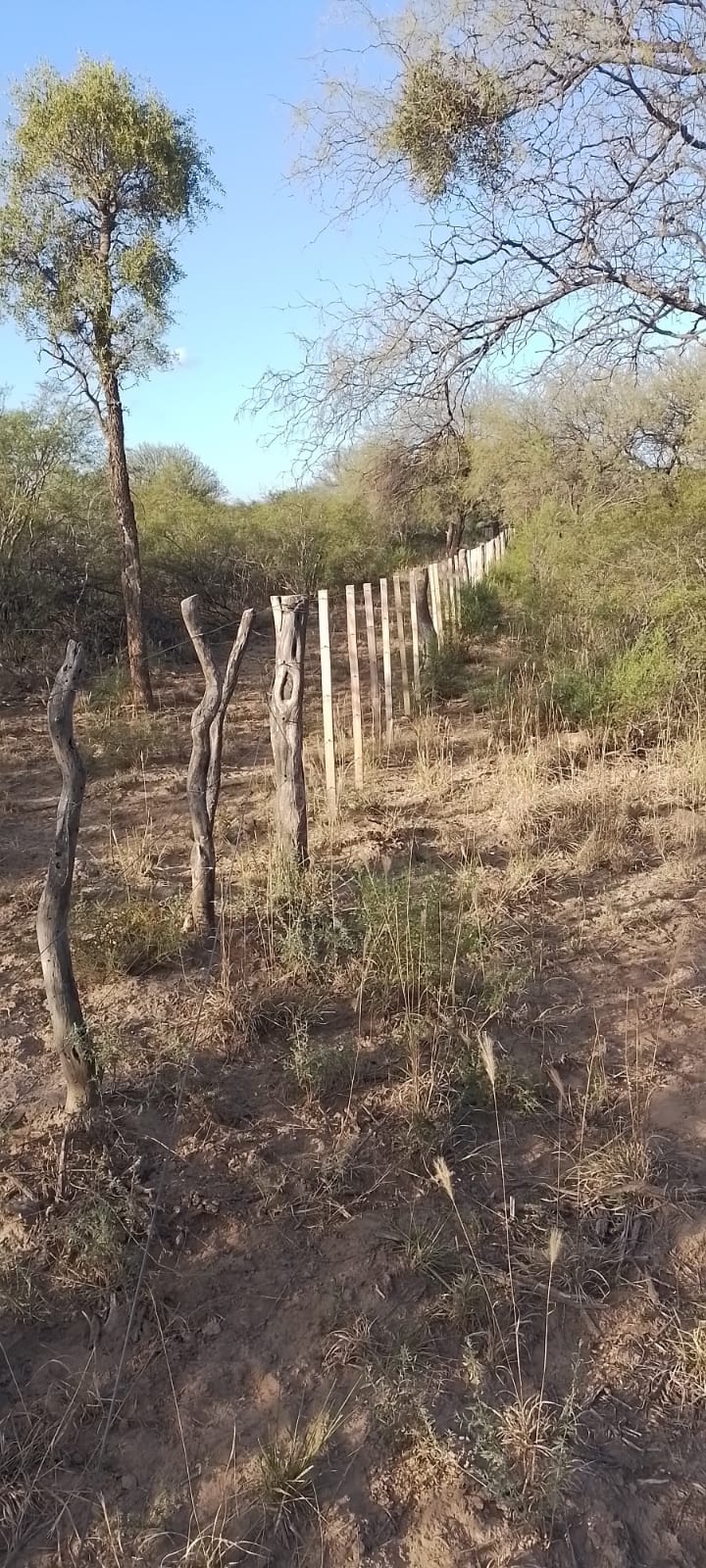 Campo agricola ganadero de 131 hetareas en candelaria sobre la Ruta 79 - imagen 14