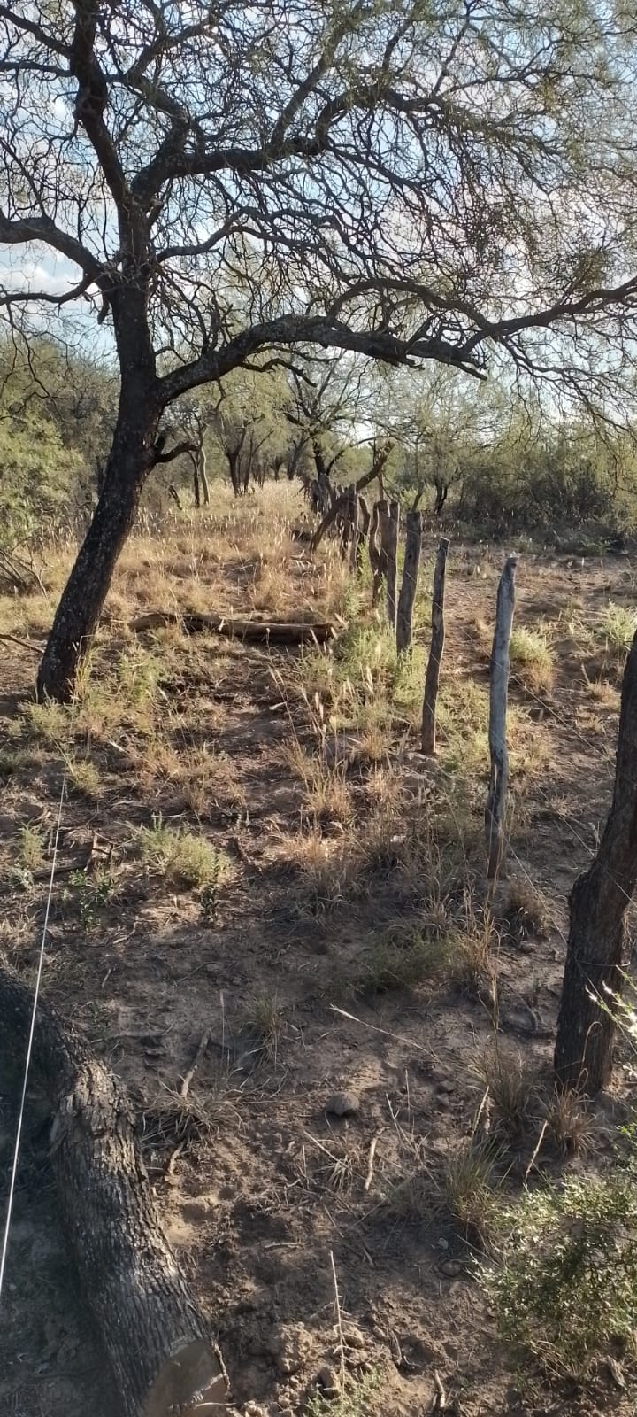 Campo agricola ganadero de 131 hetareas en candelaria sobre la Ruta 79 - imagen 4