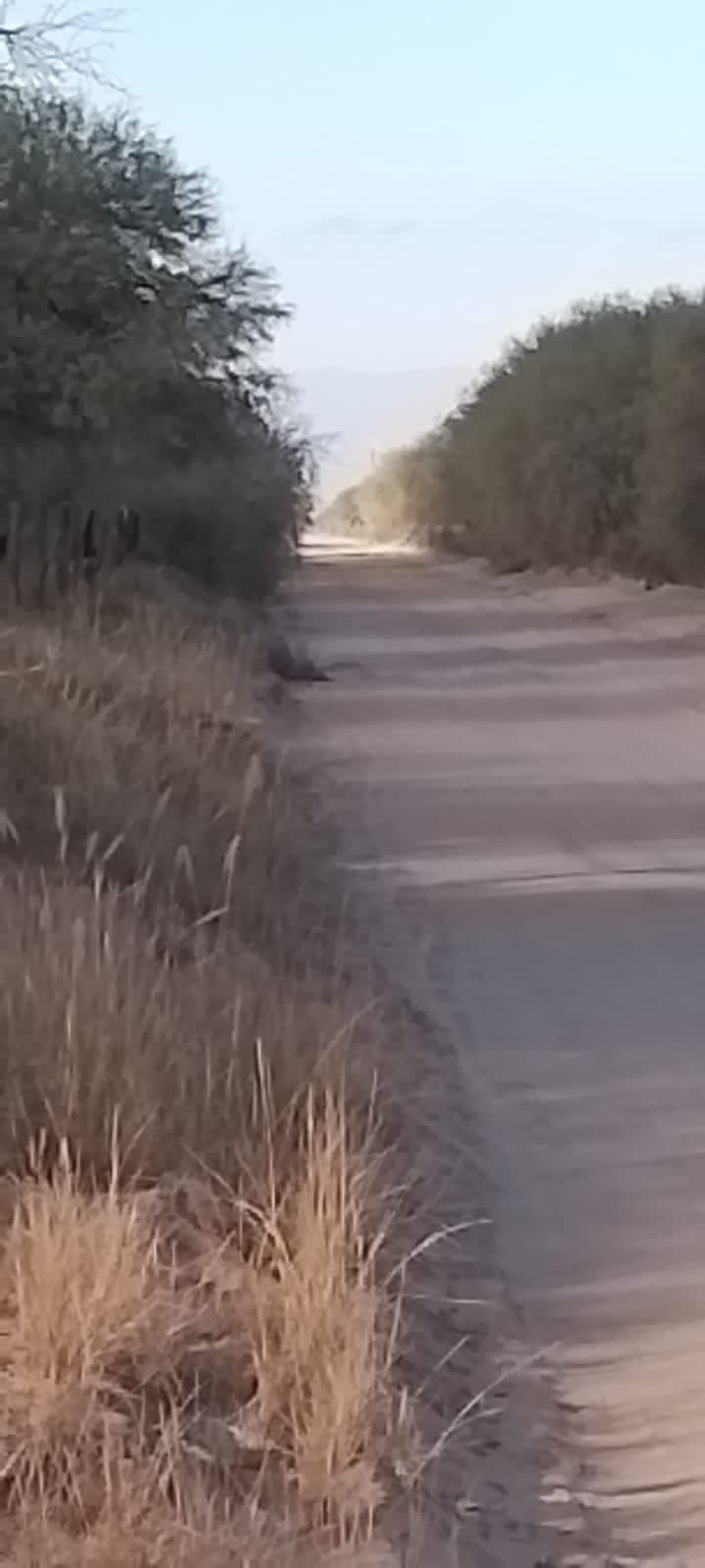 Campo agricola ganadero de 131 hetareas en candelaria sobre la Ruta 79 - imagen 9