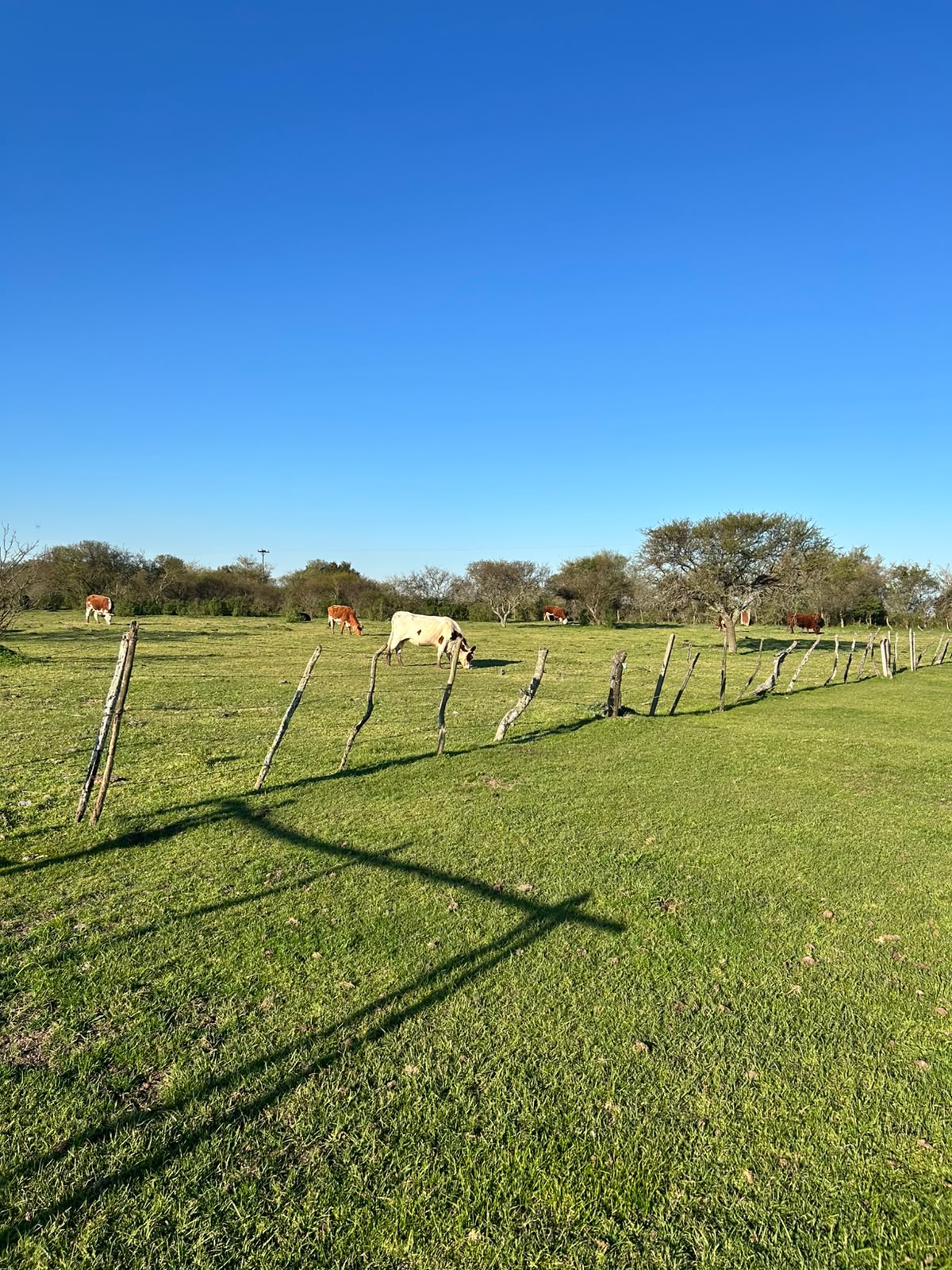 Vendo campo en Entre Rios Alarcon 28 ha a 18 km ruta - imagen 9
