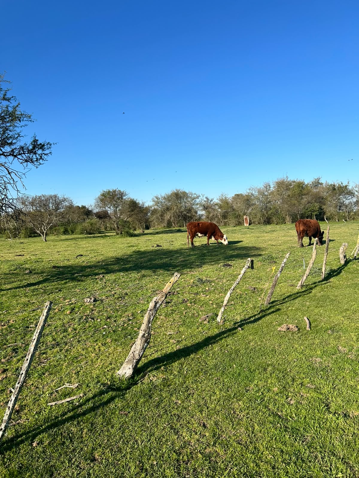 Vendo campo en Entre Rios Alarcon 28 ha a 18 km ruta - imagen 6