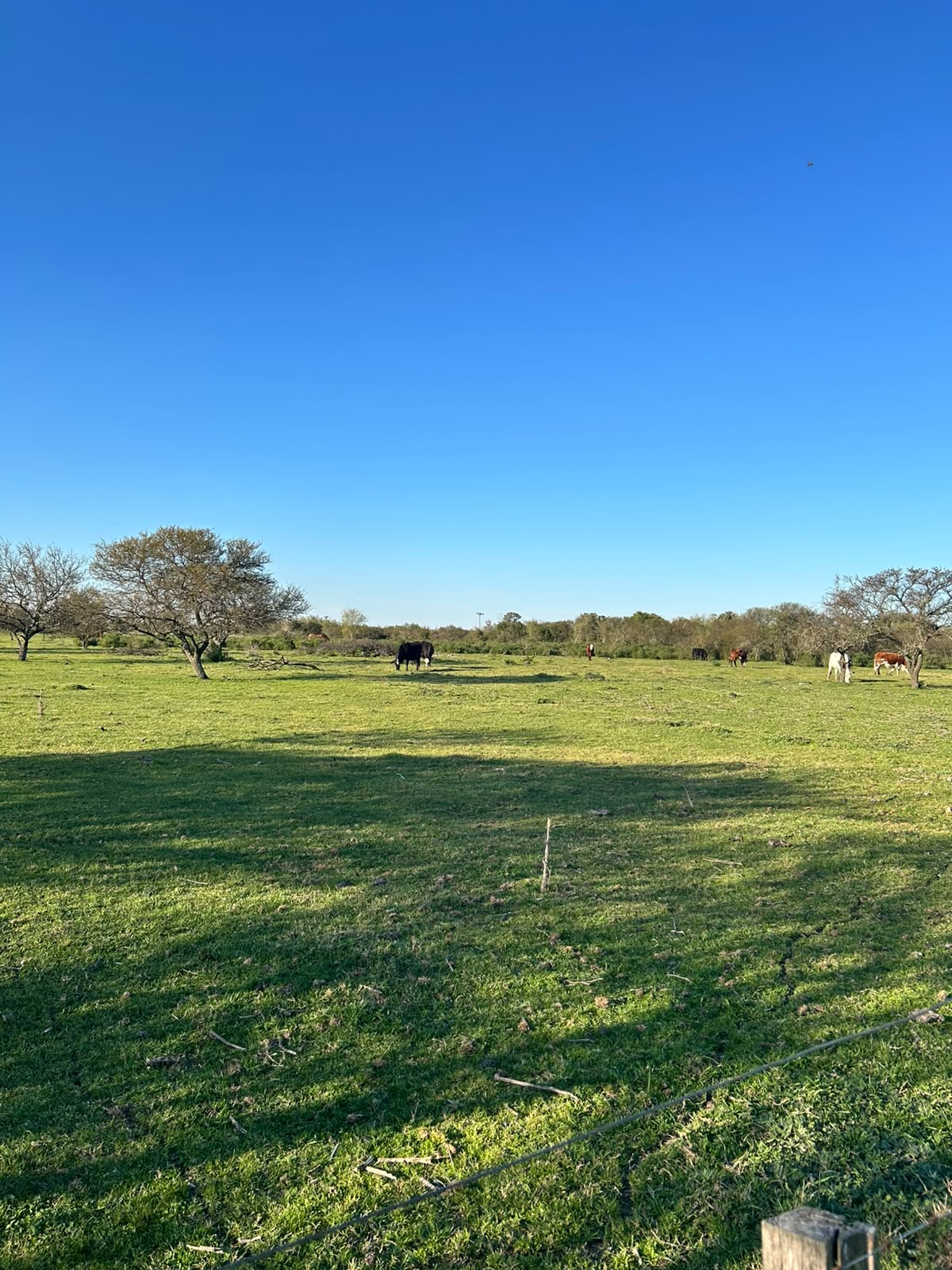 Vendo campo en Entre Rios Alarcon 28 ha a 18 km ruta - imagen 12
