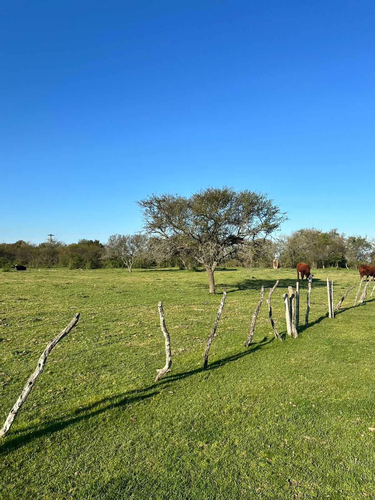 Vendo campo en Entre Rios Alarcon 28 ha a 18 km ruta - imagen 5