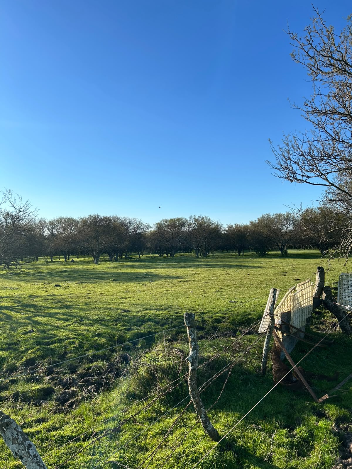 Vendo campo en Entre Rios Alarcon 28 ha a 18 km ruta - imagen 11